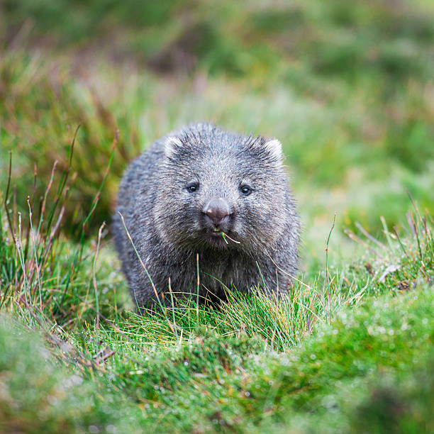 Wombat during the day Wombat found during the day in Cradle Mountain, Tasmania wombat stock pictures, royalty-free photos & images