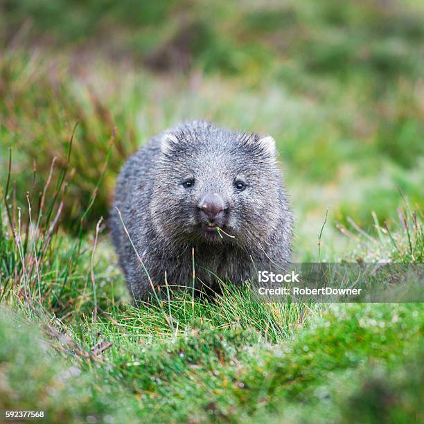 Wombat During The Day Stock Photo - Download Image Now - Wombat, Cute, Australia