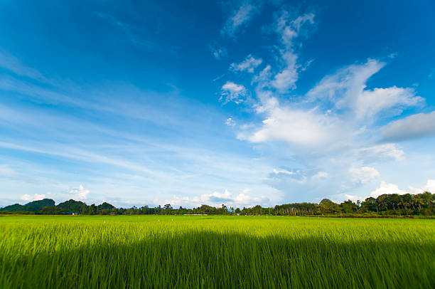 Green rice fild with evening sky