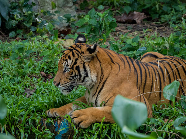 istock tiger against of grass 592381904