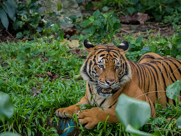 istock tiger against of grass 592381972