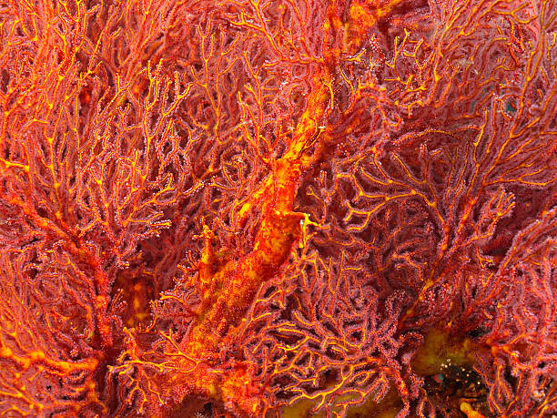 Sea fan close up, Seefächer Detailaufnahme Underwater close up photography of a sea fan. coral gorgonian coral hydra reef stock pictures, royalty-free photos & images