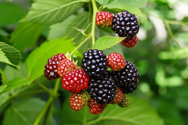 blackberry bush with selective focus - blackberry bush plant berry fruit imagens e fotografias de stock