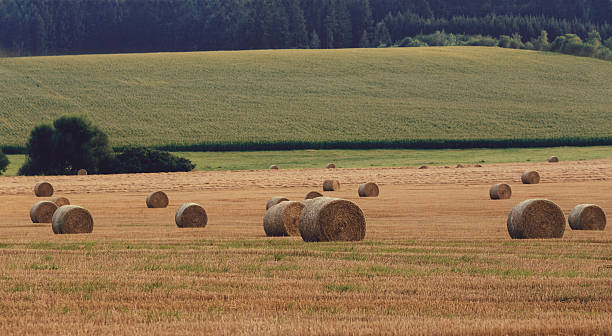 istock harvested field with straw bales in summer 592384786
