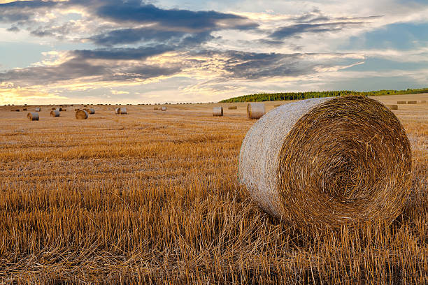istock harvested field with straw bales in summer 592384908