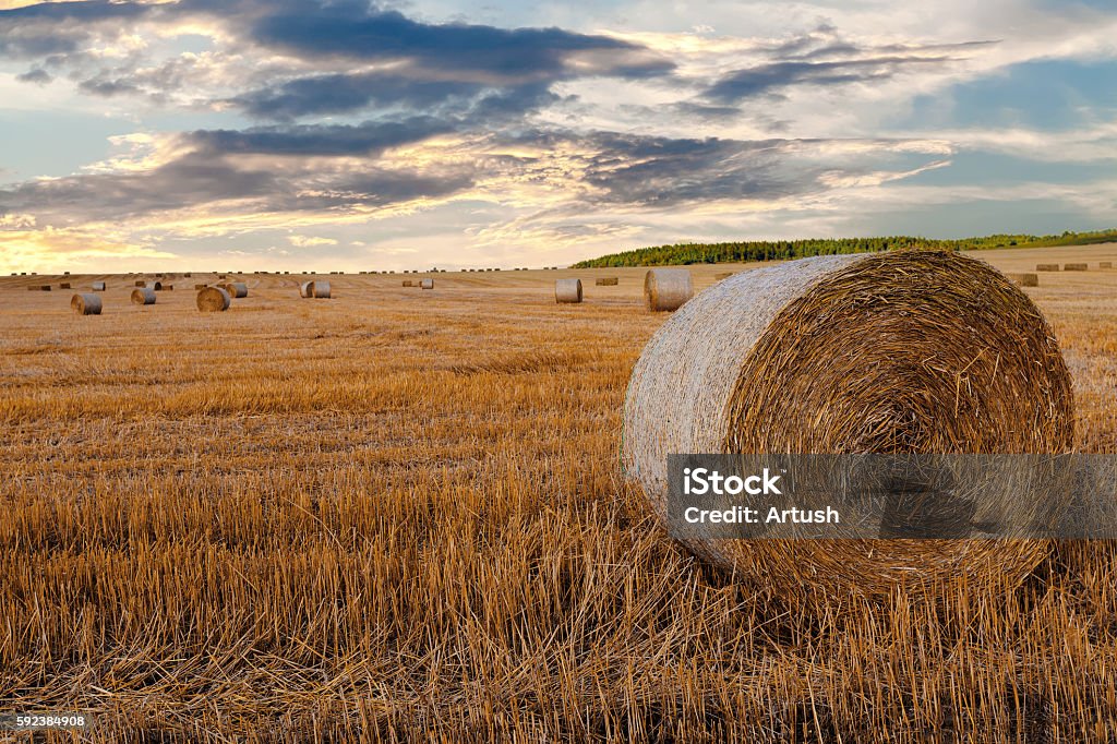 harvested field with straw bales in summer harvested field with straw bales with evening sun and dramatic sky, summer agriculture concept, czech republic Abstract Stock Photo