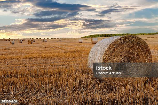 Harvested Field With Straw Bales In Summer Stock Photo - Download Image Now - Abstract, Agriculture, Backgrounds