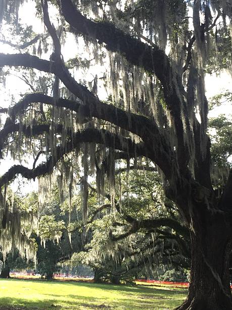 istock trees in city park 592385026