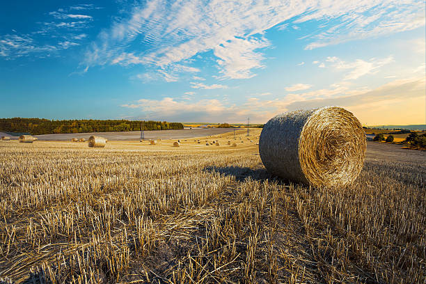 istock harvested field with straw bales in summer 592385234