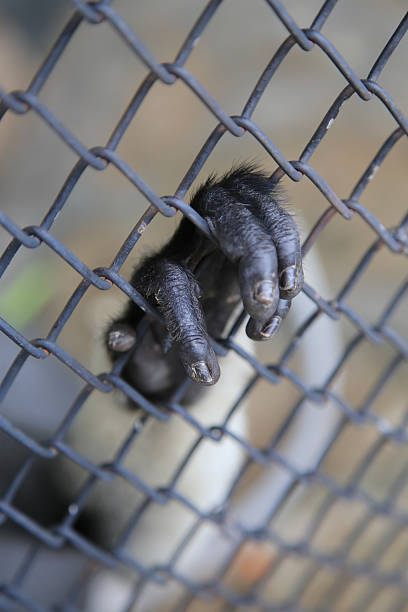 istock Hand of monkey touch the cage 592385374