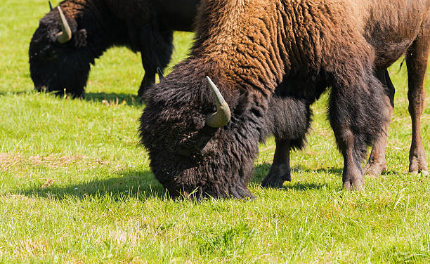 istock American bison (Bison bison) simply buffalo 592385650