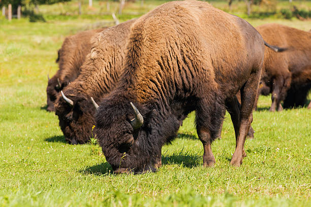 istock American bison (Bison bison) simply buffalo 592385780