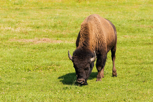 istock American bison (Bison bison) simply buffalo 592385848