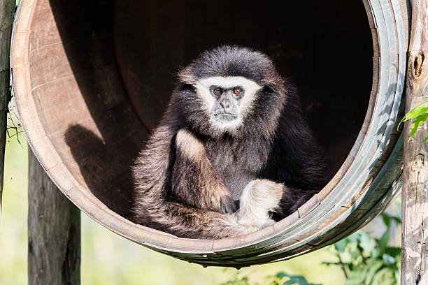 istock White handed gibbon sitting in a barrel 592386260