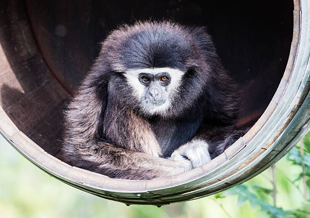 White handed gibbon sitting in a barrel