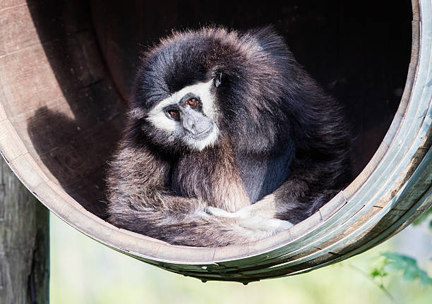 White handed gibbon sitting in a barrel