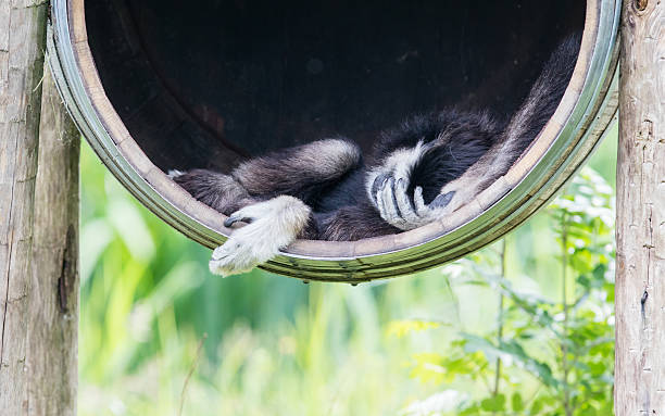 istock White handed gibbon sleeping in a barrel 592386366