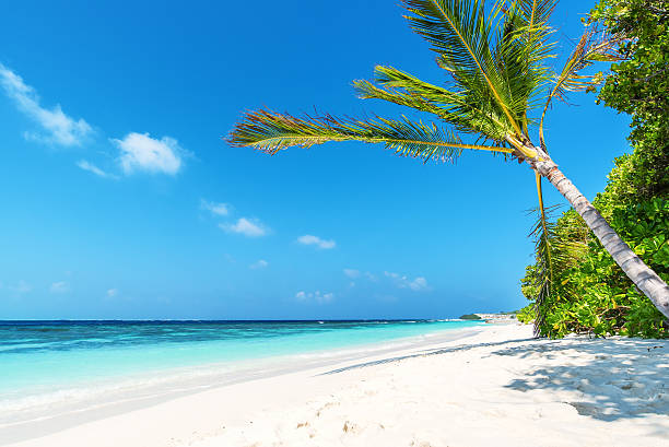 istock Tropical beach of Maldives 592386816