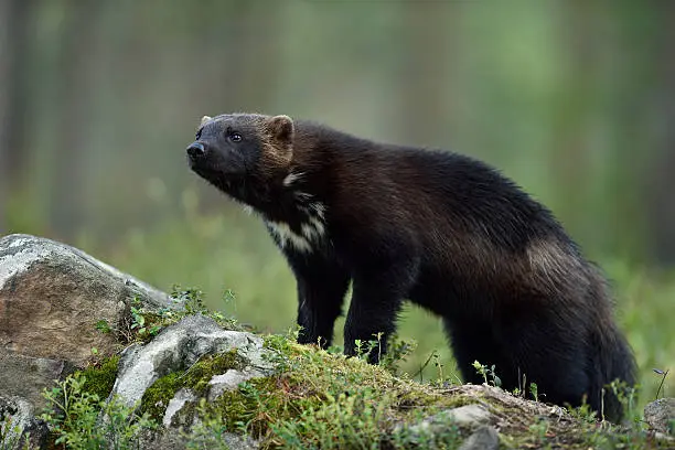 wolverine (Gulo gulo) on stone in forest