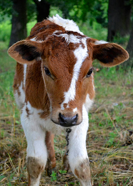 istock agricultural animal calf 592388336