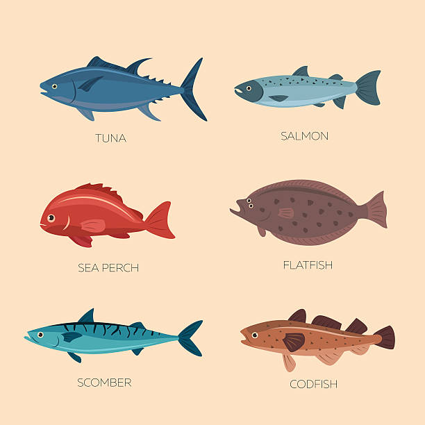 Cute cartoon flat fishes Set of sea fish: scomber, codfish, flatfish, sea perch, salmon, tuna. Fish vector set in flat style design. Ocean, sea fish icons collection isolated. Cute cartoon flat sea fishes. malina stock illustrations