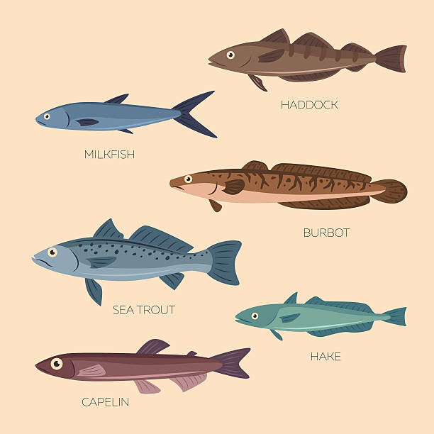 illustrations, cliparts, dessins animés et icônes de mignons dessins animés poissons plats - haddock