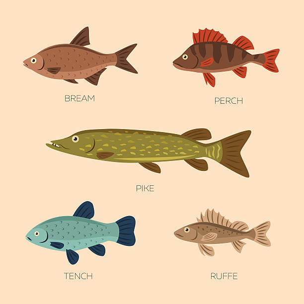 Cute cartoon flat fishes vector art illustration