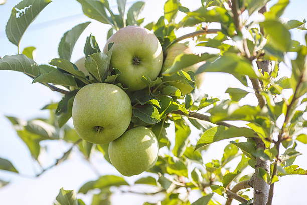 istock Green apples in a garden 592389680