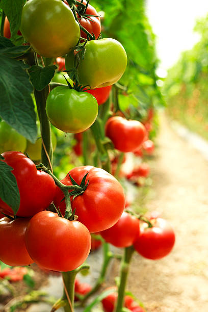 istock organic tomatoes on a branch 592390036