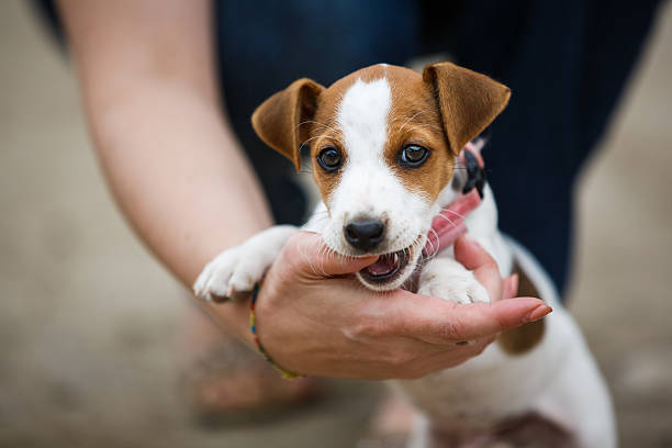 Cheerful puppy Jack Russell Terrier stock photo