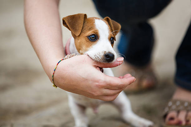 istock Cheerful puppy Jack Russell Terrier 592390786
