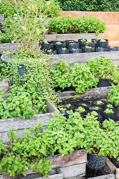 istock Mint plant in home garden 592391122