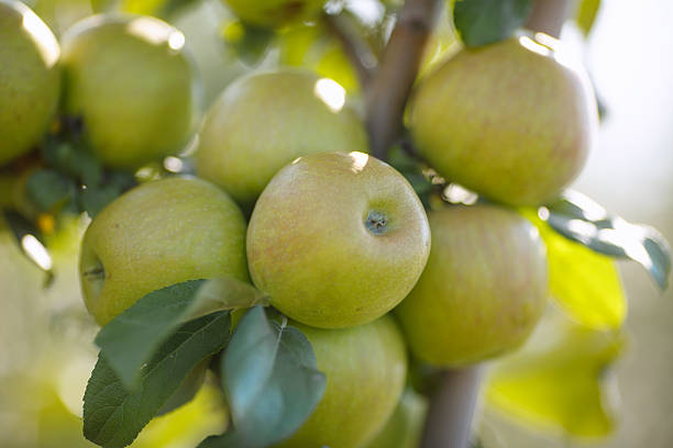 istock Green apples in a garden 592391384