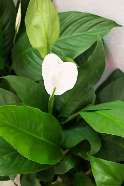 Photo of White calla lily flower on green leaves background