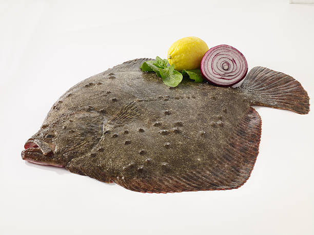 Turbot fish Turbot fish on white background turbot stock pictures, royalty-free photos & images
