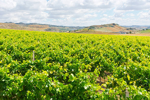 istock Vineyard of Sicily 592393474