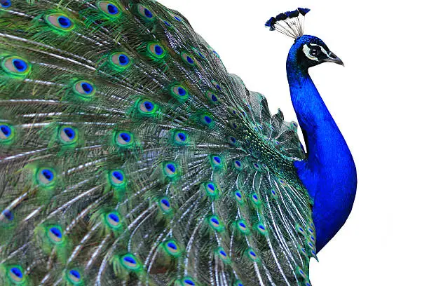 Peacock is isolated on a white background