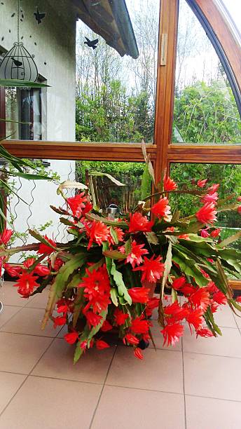big leaf cactus blooms red in the winter garden