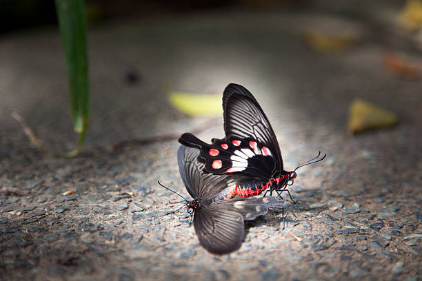 istock Butterfly mating display in Sentosa island, Singapore 592395950