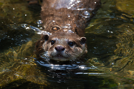Oriental small-clawed otter (Amblonyx cinerea), also known as the Asian small-clawed otter. Wildlife animal.