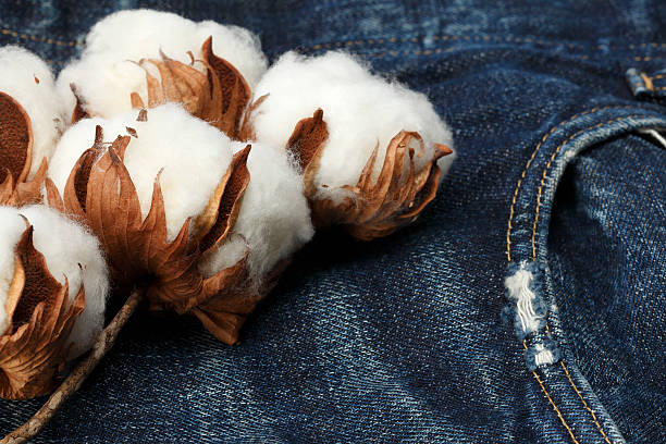 istock Cotton flower on jeans 592398012