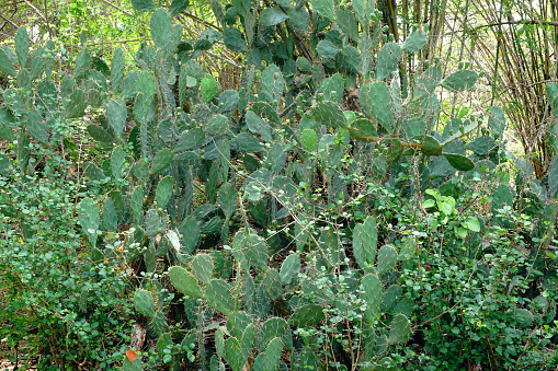 close-up of fig tree laden with prickly pears, a wild fruit found in the countryside
