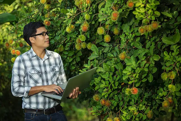Farmers attractive young man with a laptop stand in the fruit garden, The quality check, rambutan