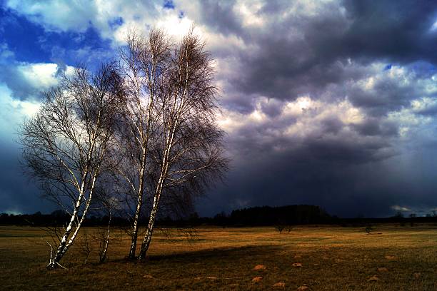 landscape,nature,Poland,april