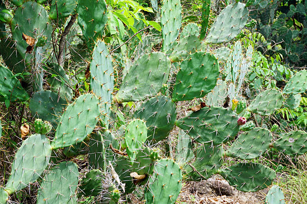 istock Cactus in the forest, Thailand 592400350