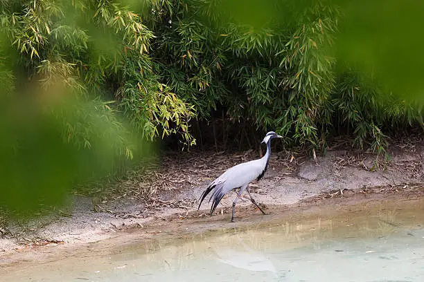 Demoiselle crane walking by the river, summer time
