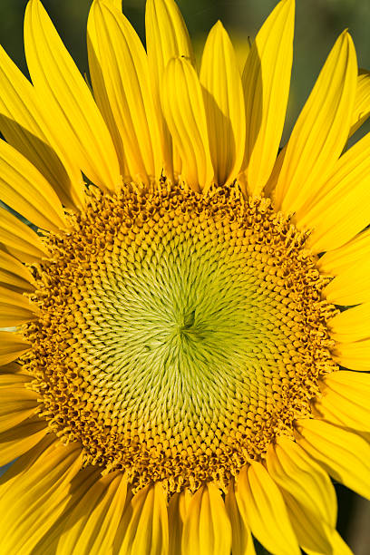 istock Sunflower close up showing petal and flower structure and design 592401142