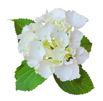 Hydrangea isolated on white background inclusive clipping path