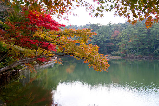 istock Japanese autumn leaves next to a lake 592406374