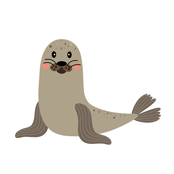 Seal animal cartoon character vector illustration. Seal animal cartoon character. Isolated on white background. Vector illustration. hair grey stock illustrations
